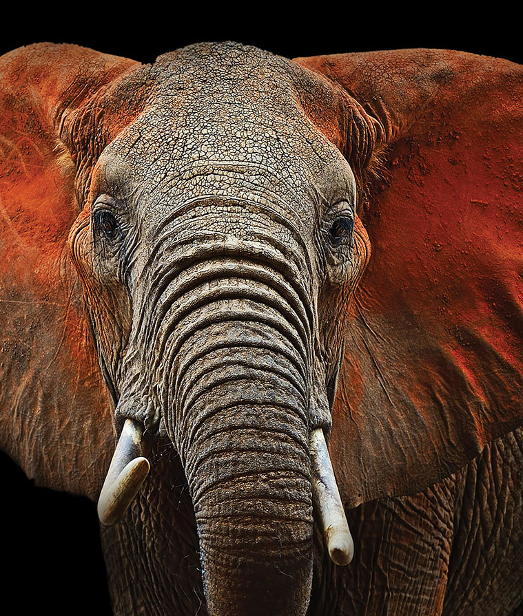 Красный слоник. Красные слоны. Красный слон. Слоны красно золотые. Rampart animal.